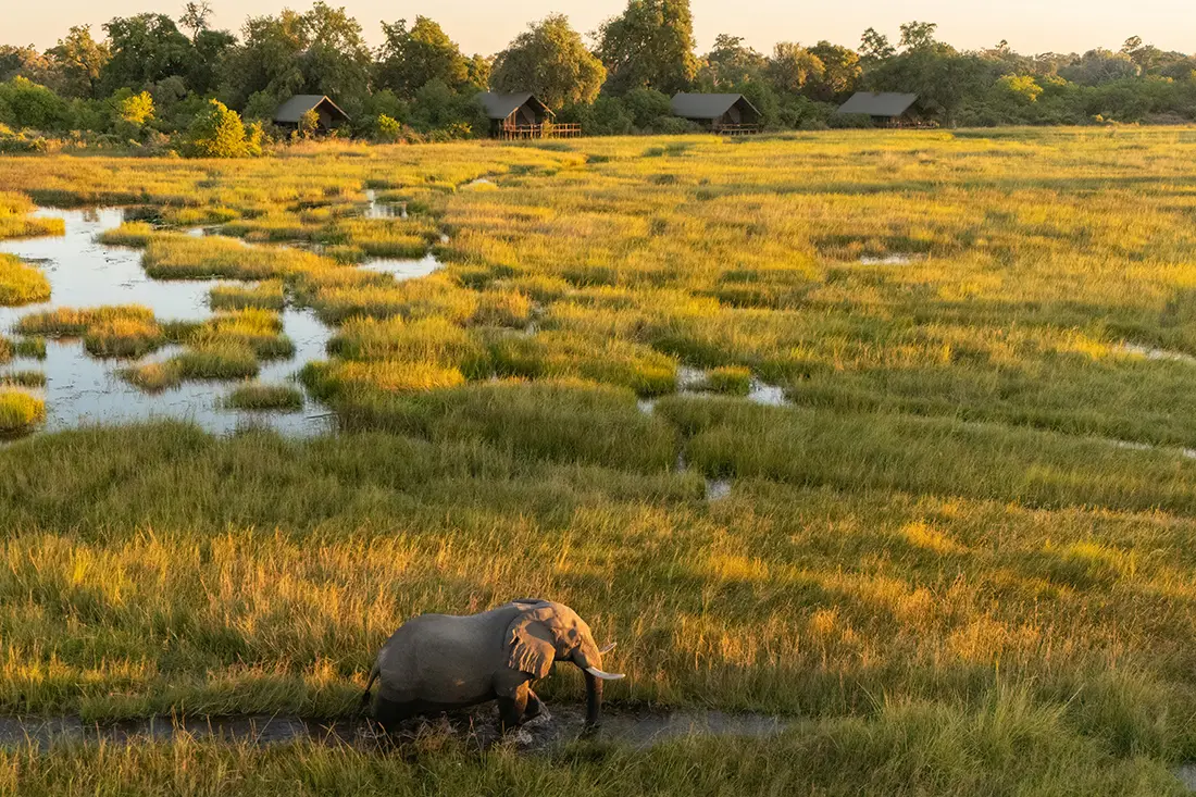 Gallery-1100x733_0001_Bots_Dukes-Camp_Jack-Swynnerton_L4_Elephant-3-1