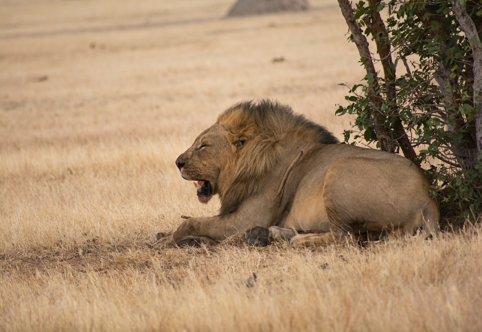 etosha_1