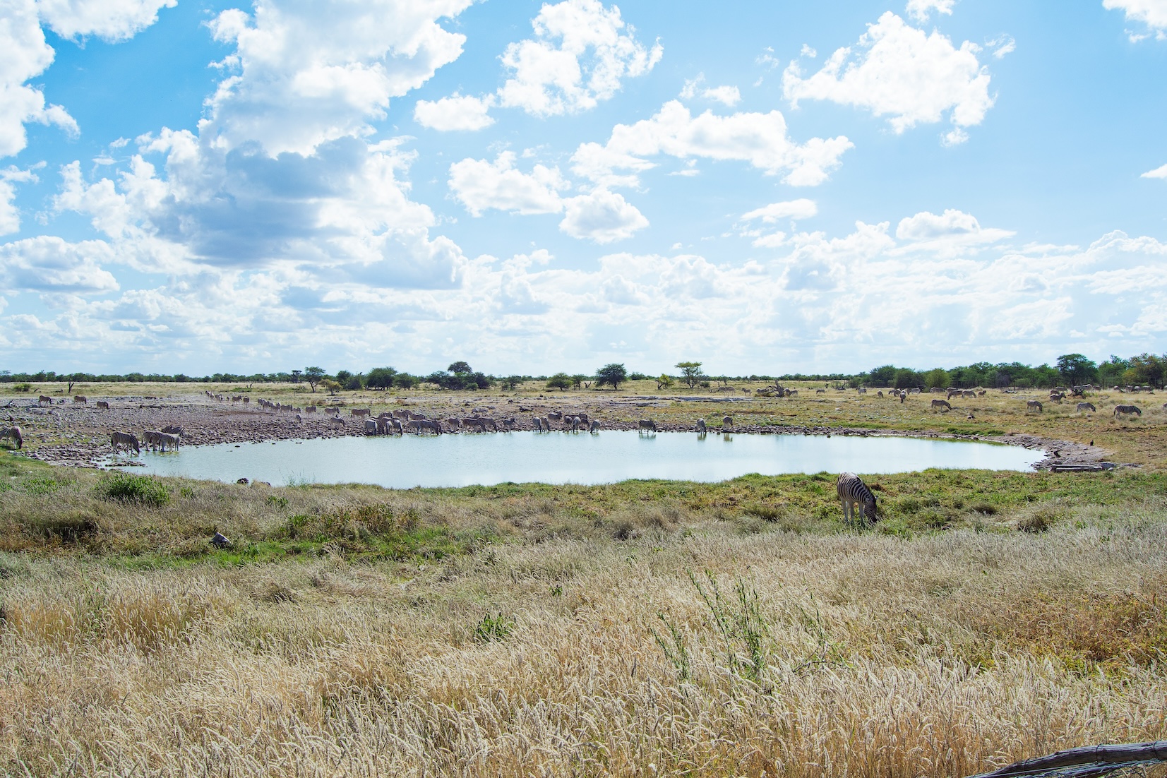 etosha_2