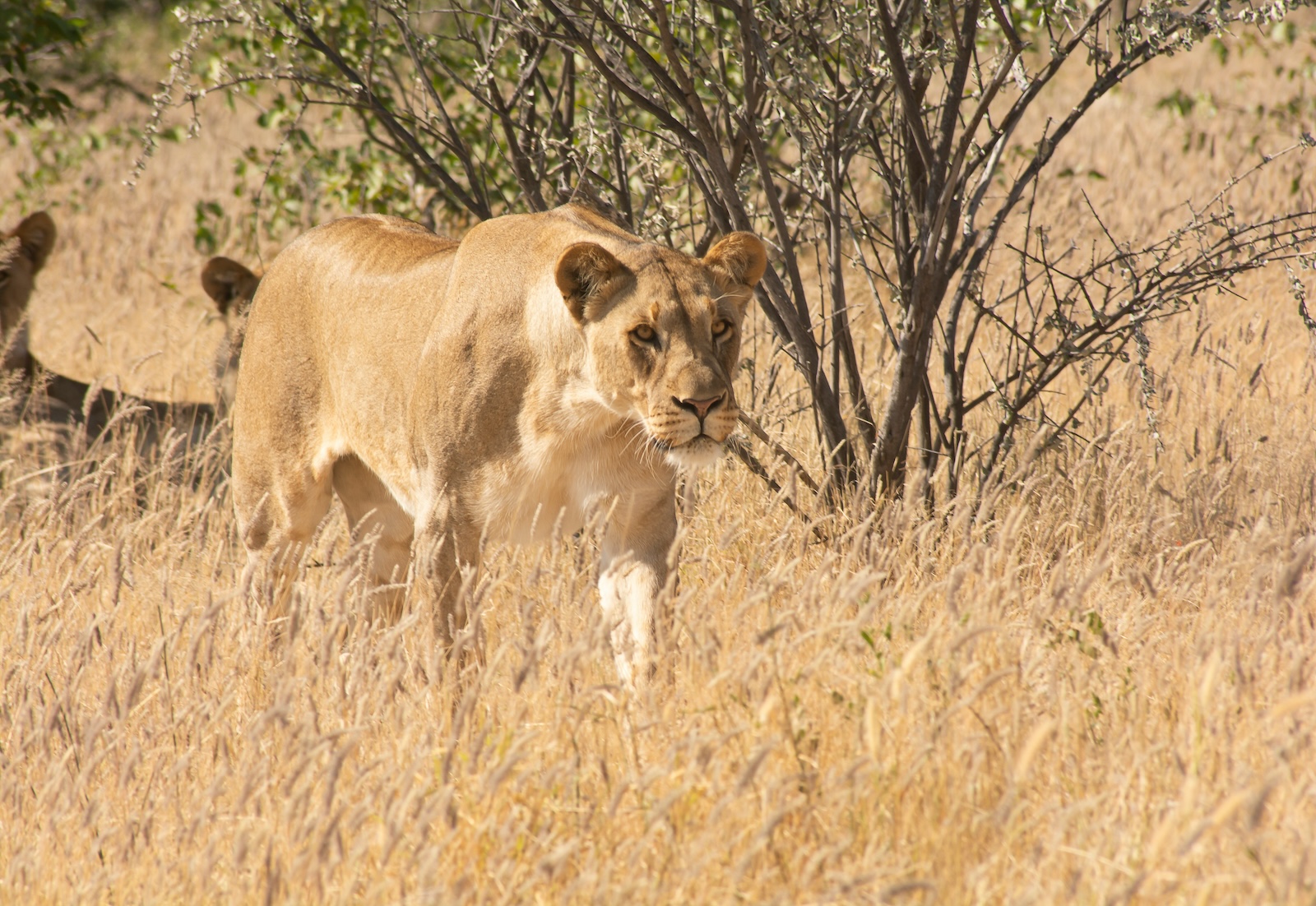 etosha_3