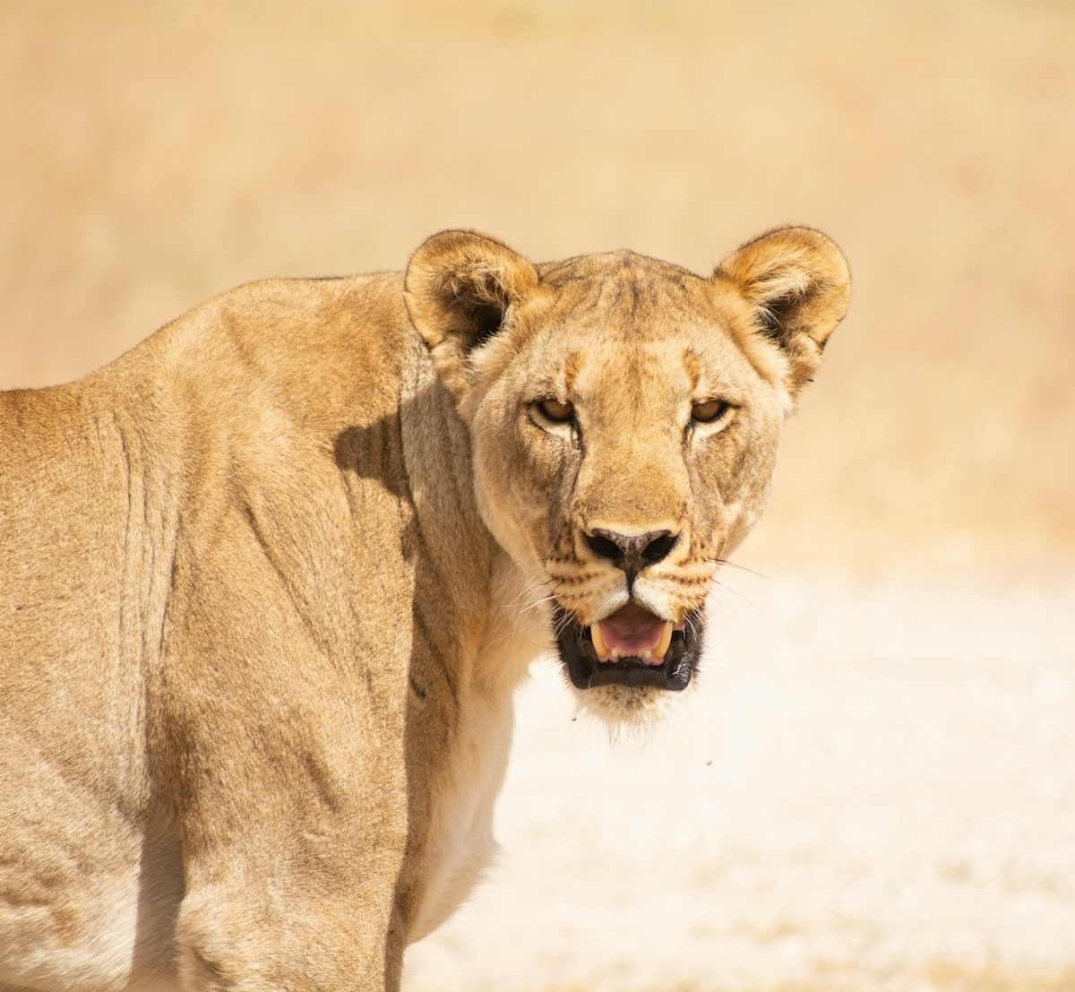 etosha_c