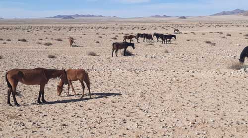 image4_namibia_18_tage_highlights